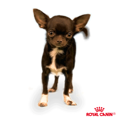 Chihuahua.gif