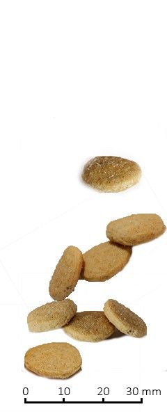 dog-vl-hypo-egg-240x598.jpg