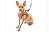 Дарэлл 035705 Шлейка+Поводок для собак Конфетти-ТОП №5 цветная эко-кожа, обхват груди 37-43см